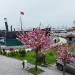 AĞAÇLAR ÇİÇEK AÇTI